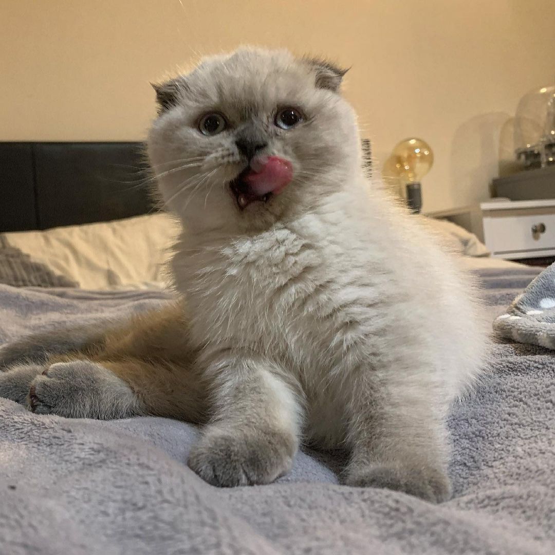 Scottish Fold