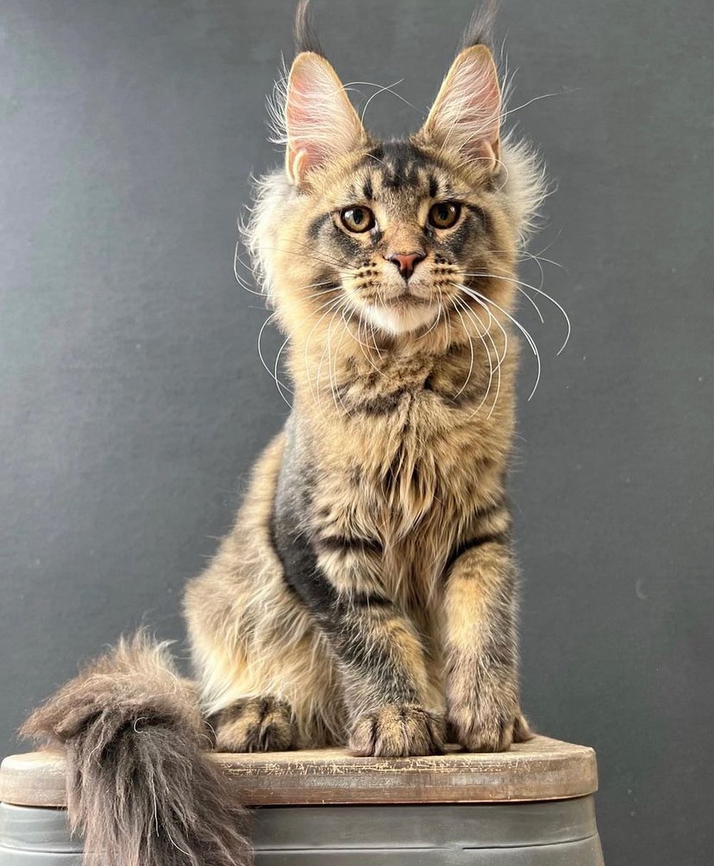 Maine Coon