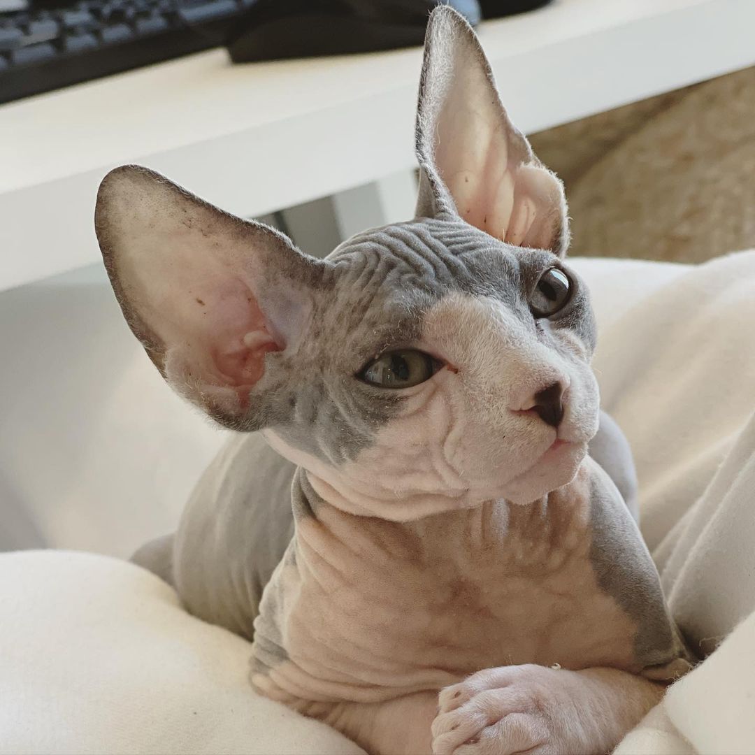 Sphynx